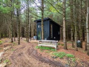 Little Cabin in the Pines